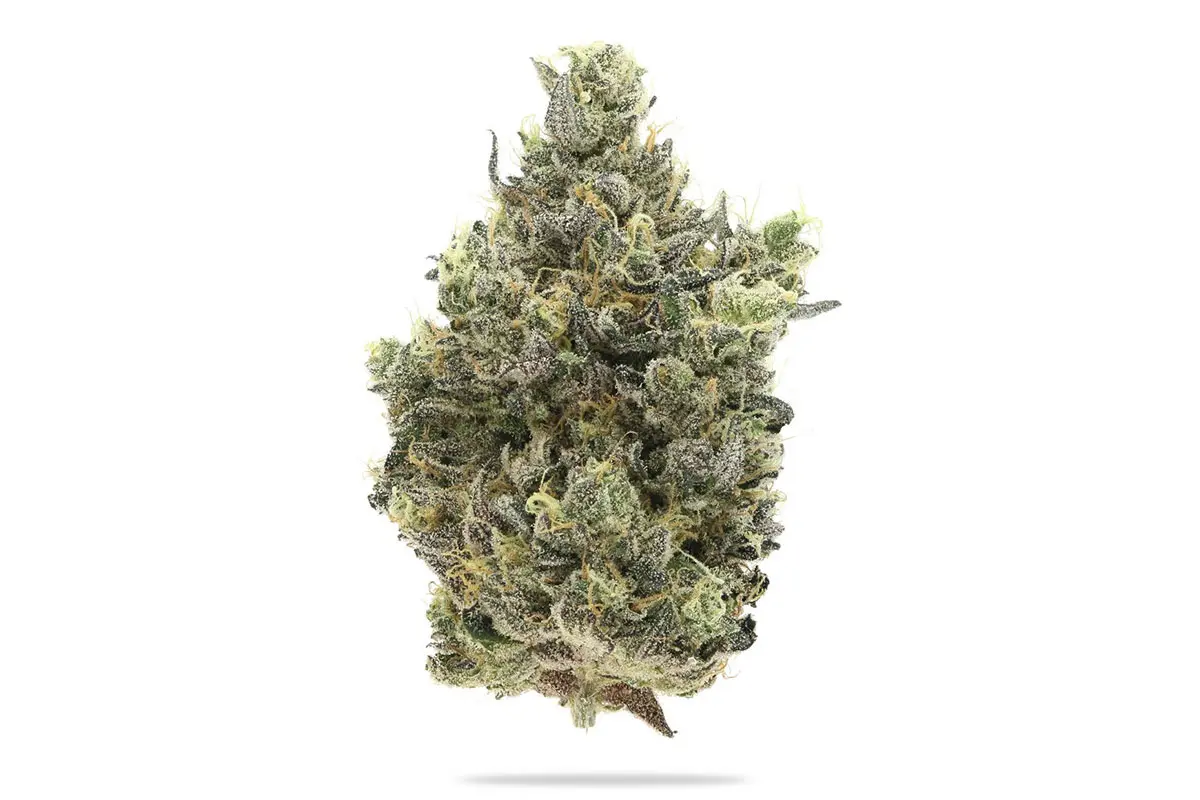 Ztan Lee (Kush Mints x Rick James #28)