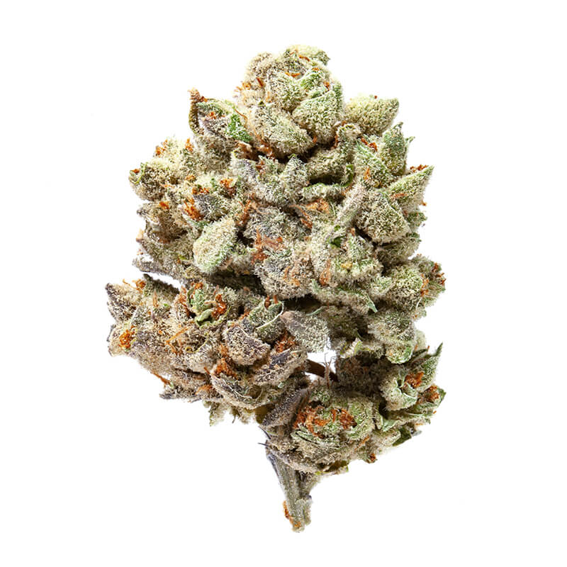 Chocolate Skunk